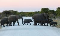 South_Africa-_Namibia-_Botswana_Safari-medium (1)